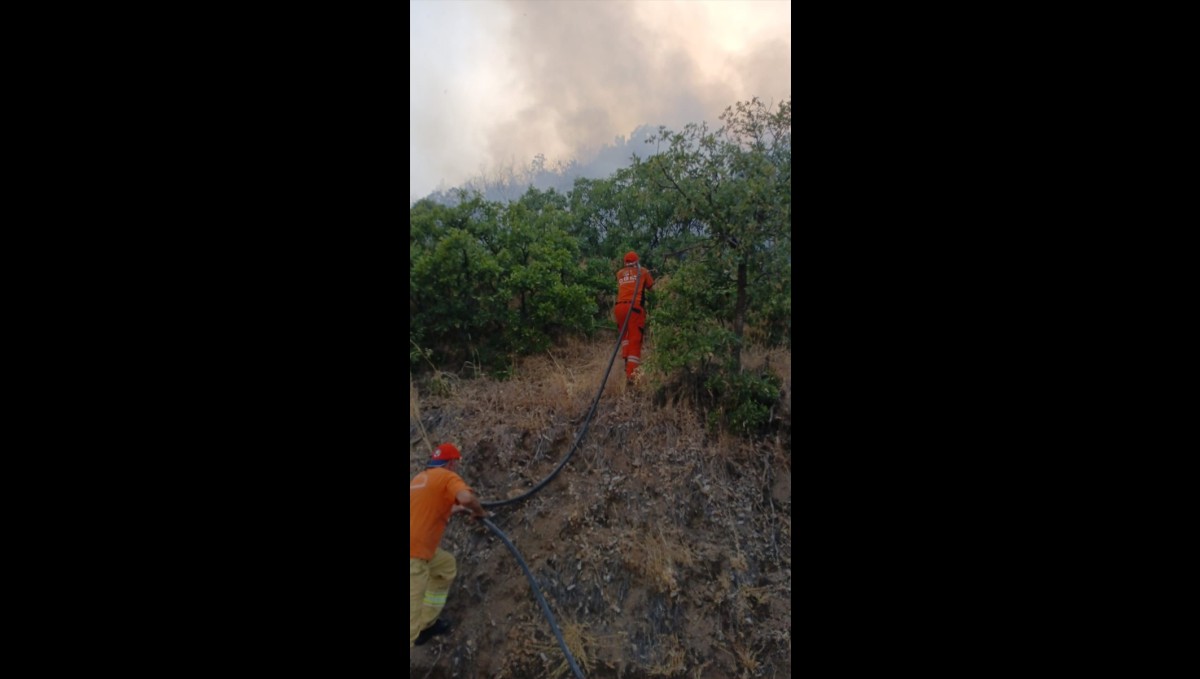 Bingöl'de çıkan orman yangını söndürüldü