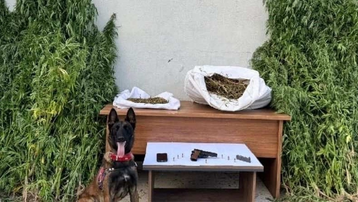 Erzincan'da uyuşturucu operasyonunda 204 kök kenevir bitkisi ele geçirildi