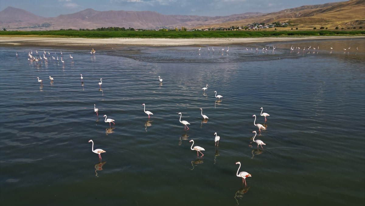 Flamingolar Van Gölü