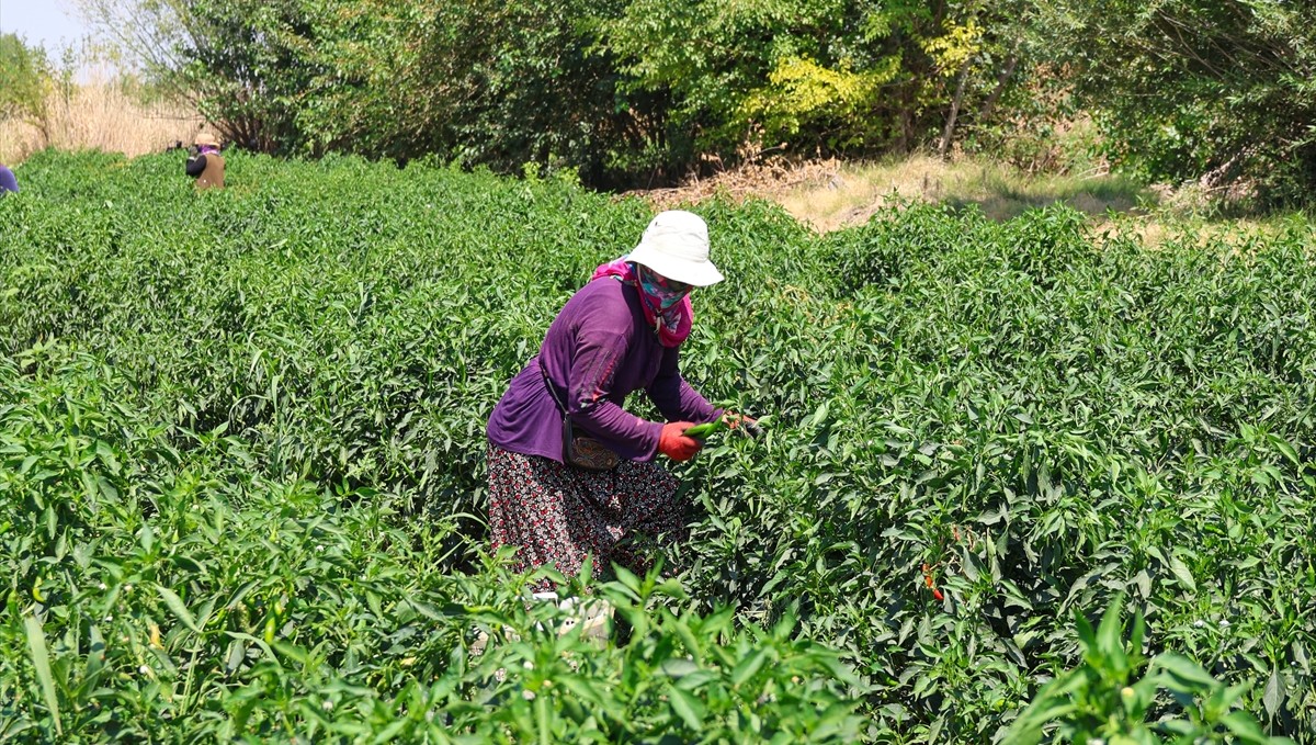 Iğdır'da sebze ve meyve üretiminin yükünü kadın tarım işçileri çekiyor
