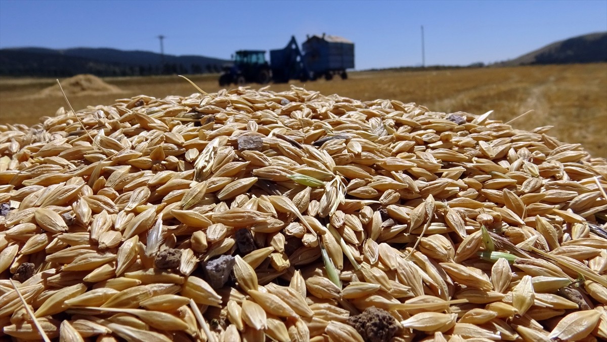 Kar nedeniyle ekinlerin geç ekildiği Sarıkamış