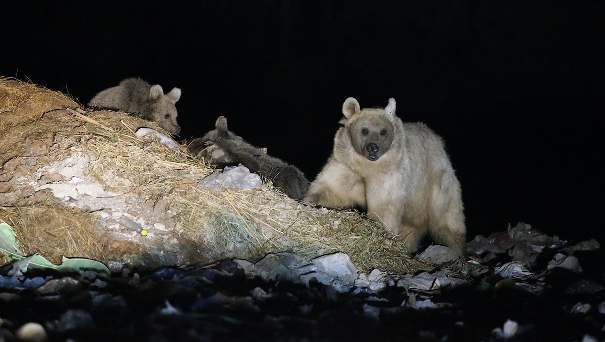 Kars'ta anne bozayı yavrularıyla çöplükte görüntülendi