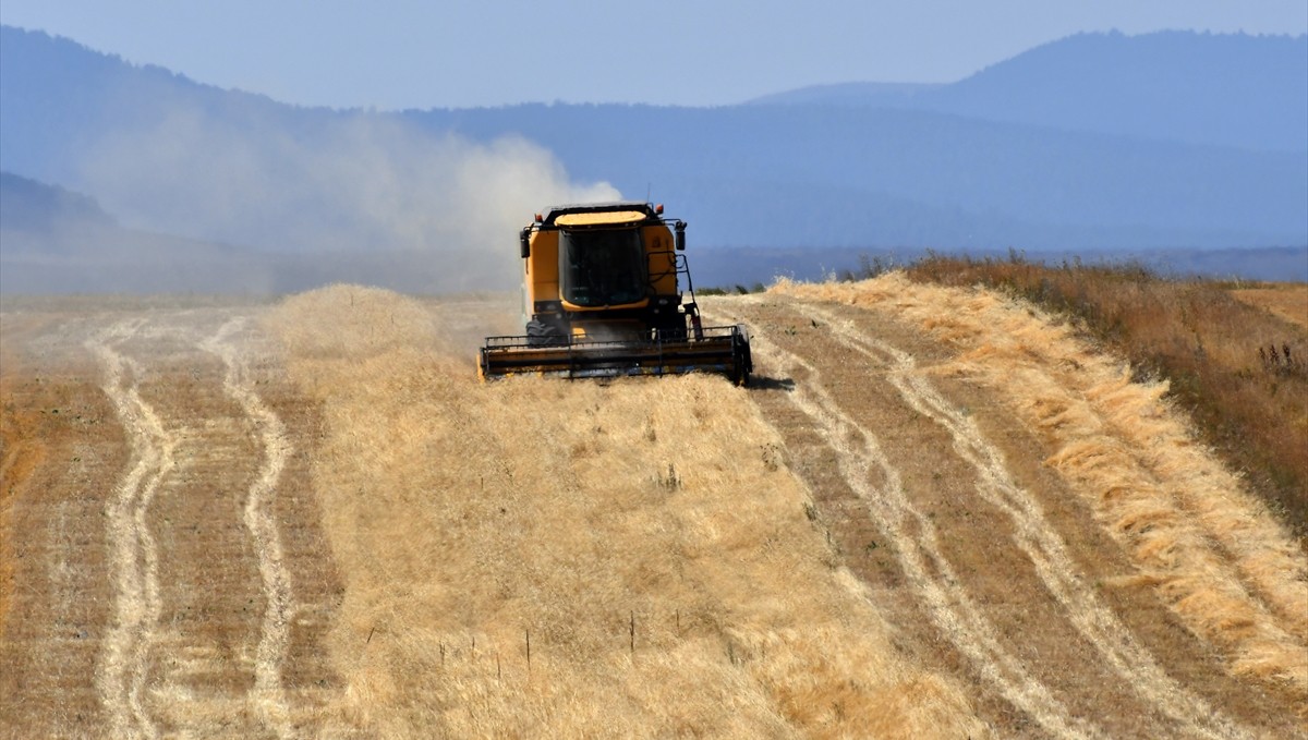 Kars'ta çiftçiler tarlalarındaki son buğdayları hasat ediyor