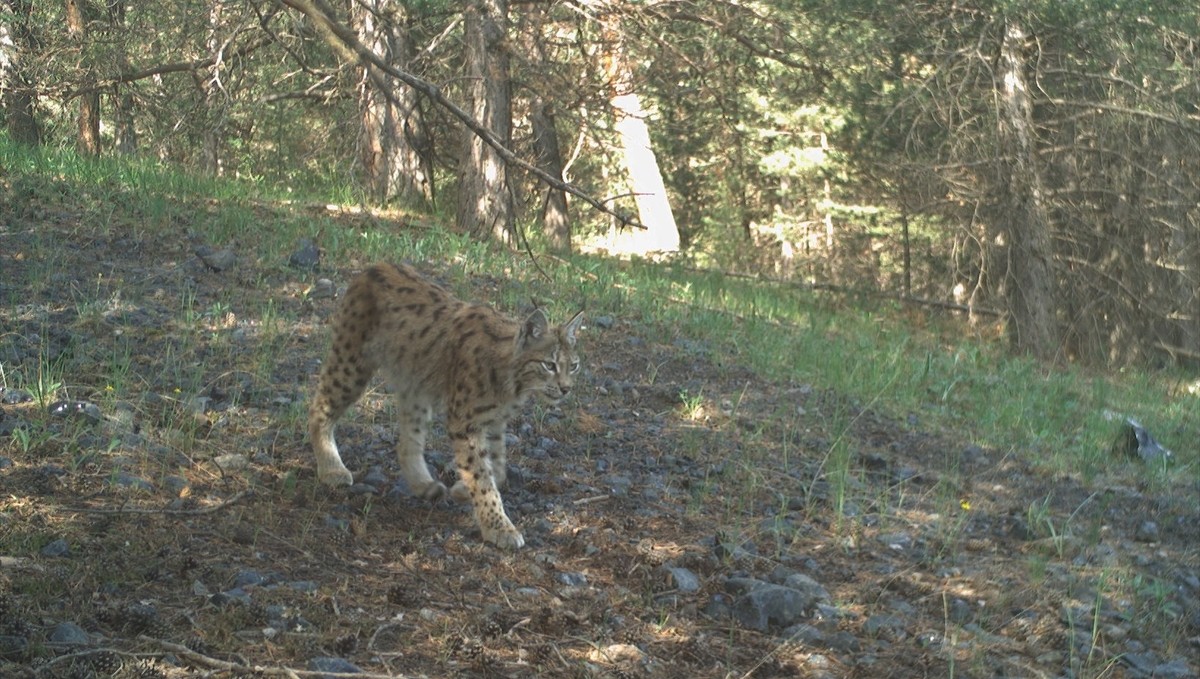 Kars'ta "ormanın hayaleti" 25 vaşak uydu vericisiyle takip edildi