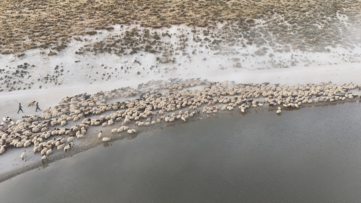Küçükbaş hayvan sürüleri Nemrut Dağı'ndaki gölde serinliyor