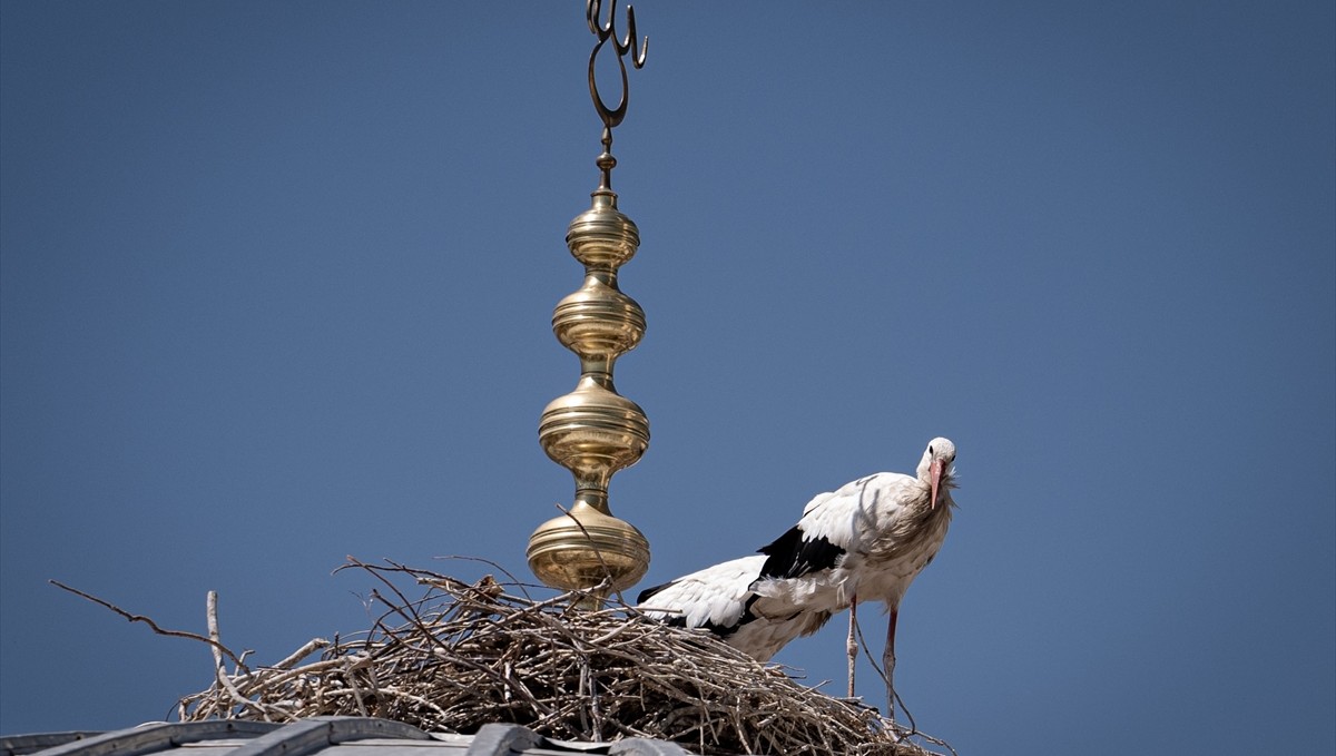 Leylekler cami kubbesindeki alemin altını mesken tuttu
