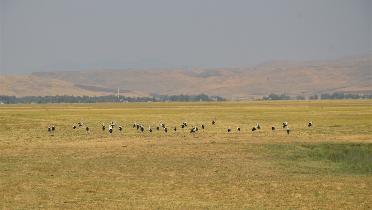 Muş Ovası'nda konaklayan leylekler göçe hazırlanıyor