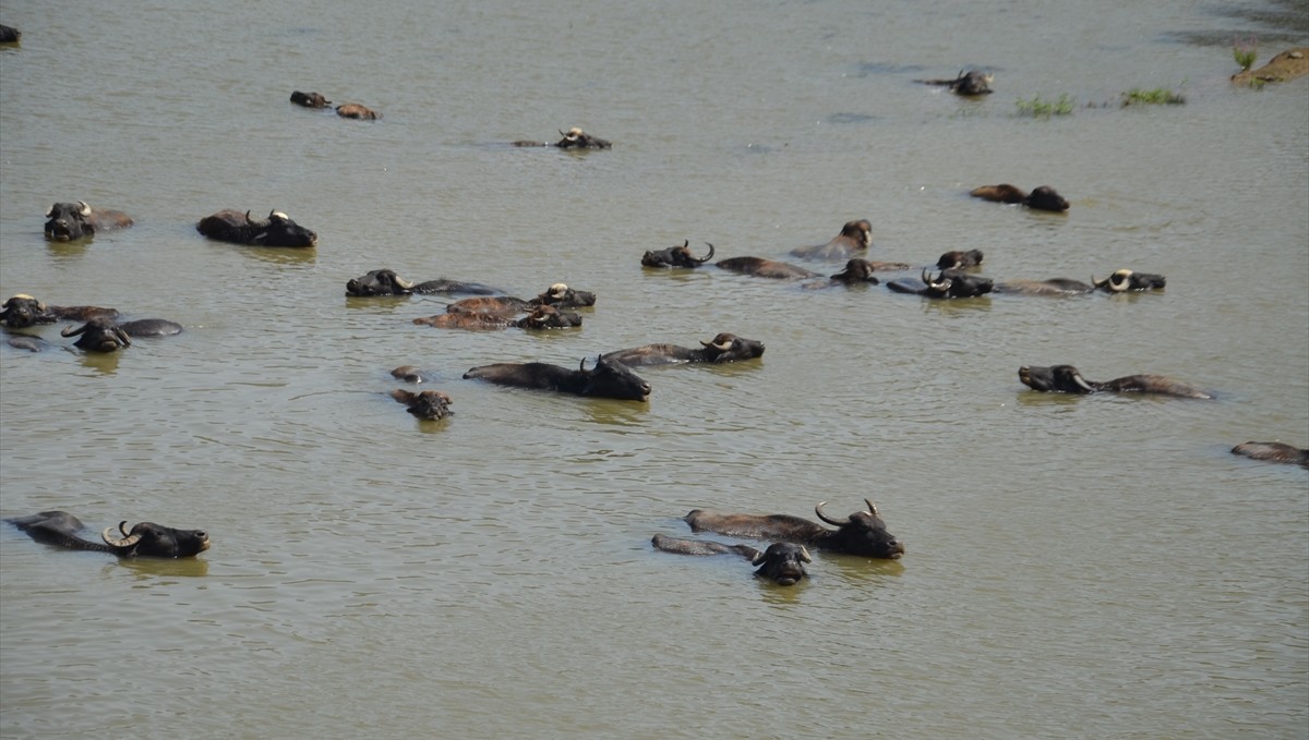 Muş Ovası'nda otlatılan büyükbaş hayvanlar nehirde serinliyor