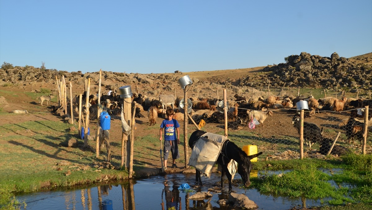 Muş'ta "berivanlar" üç tekerlekli motosikletlerle yaylaya çıkıyor
