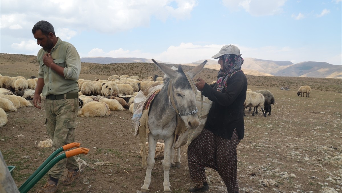 Muş'ta göçerlerin yüksek rakımlı yaylalarda mesaisi sürüyor