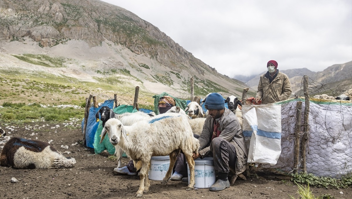 Tunceli yaylalarında zorluklara göğüs gerip doğal yöntemle peynir üretiyorlar