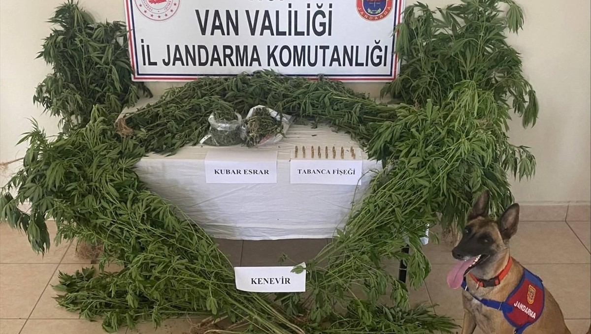 Van'da evin çatısı ile bahçesinde yetiştirilen 127 kök kenevir ele geçirildi