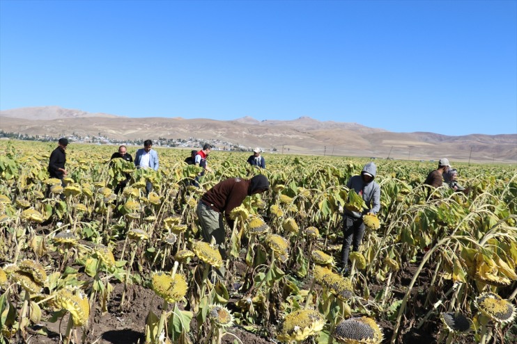 alanda üretimi ayçiçeğinin 500 yapılan dekarlık Ağrı