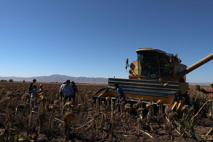 dekarlık hasadı ayçiçeğinin alanda başladı 500 yapılan üretimi Ağrı