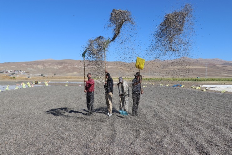 dekarlık hasadı Ağrı