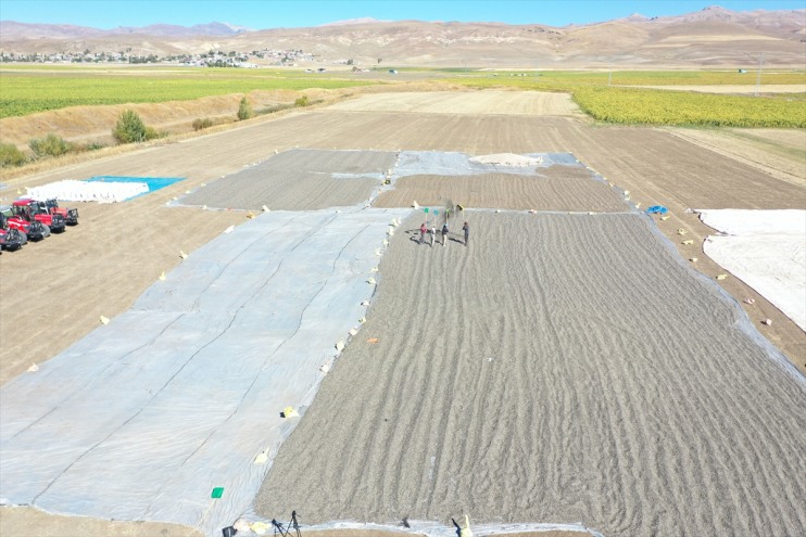 hasadı bin alanda 50 üretimi başladı Ağrı