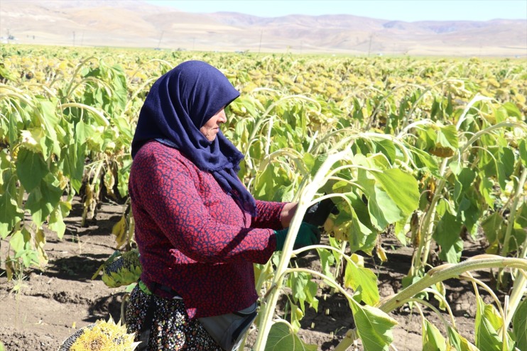 üretimi alanda ayçiçeğinin Ağrı
