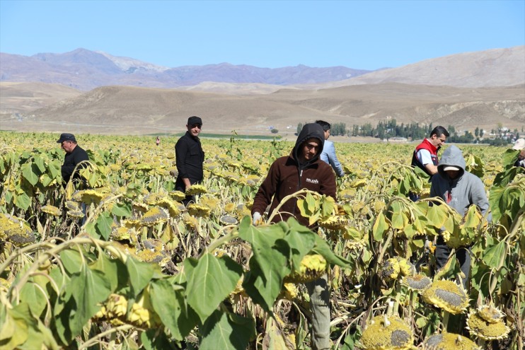500 bin üretimi alanda ayçiçeğinin 50 başladı hasadı Ağrı