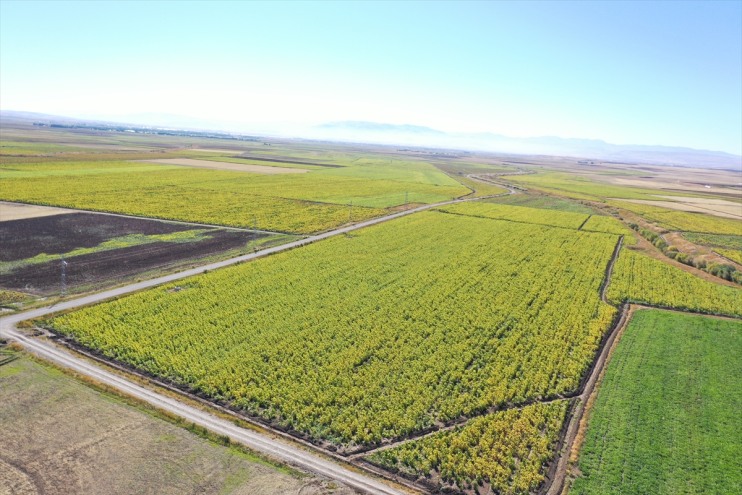 yapılan bin ayçiçeğinin 50 alanda Ağrı