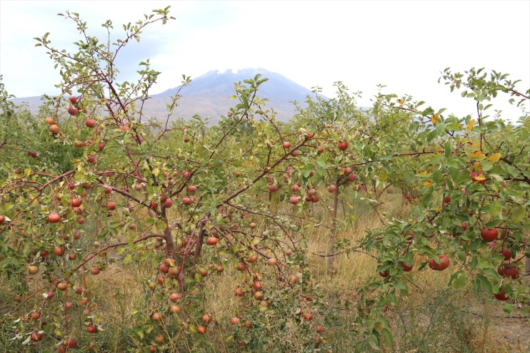 hasadı Ağrı manzaralı Dağı meyve başladı elma bahçesinde 1