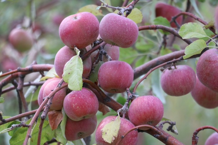 hasadı Dağı başladı bahçesinde Ağrı meyve elma manzaralı 2