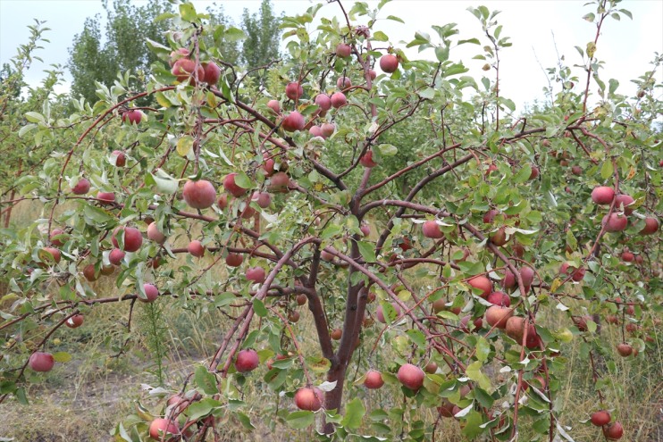 manzaralı Dağı bahçesinde elma Ağrı hasadı başladı meyve 4