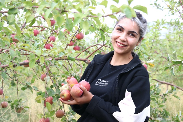 Dağı meyve başladı bahçesinde Ağrı hasadı manzaralı elma 5