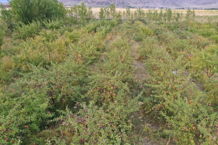 elma manzaralı Dağı Ağrı bahçesinde başladı hasadı meyve 6