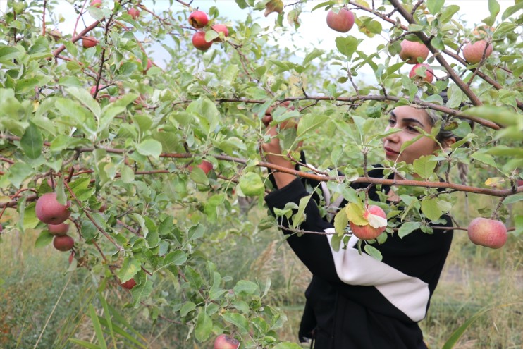 Ağrı hasadı elma Dağı meyve bahçesinde başladı manzaralı 7