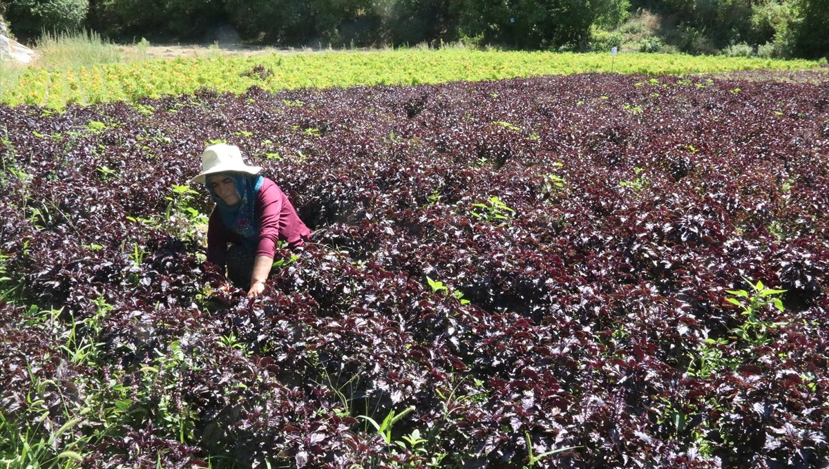 Arapgir'in tescilli mor reyhanında ve köhnü üzümünde hasat yapılıyor