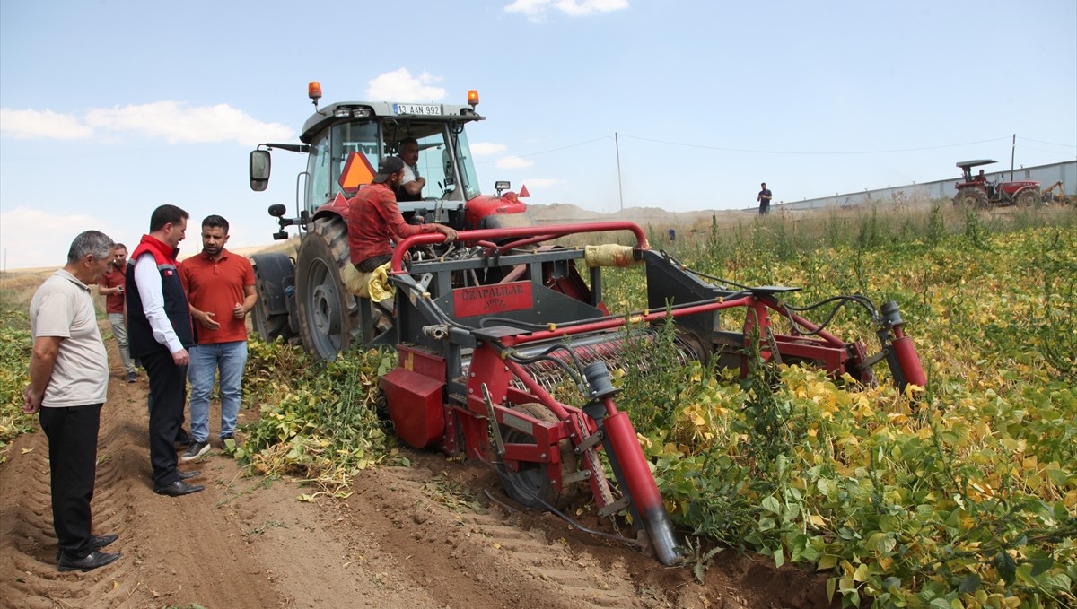 Bitlis'te kuru fasulye hasadına başlandı