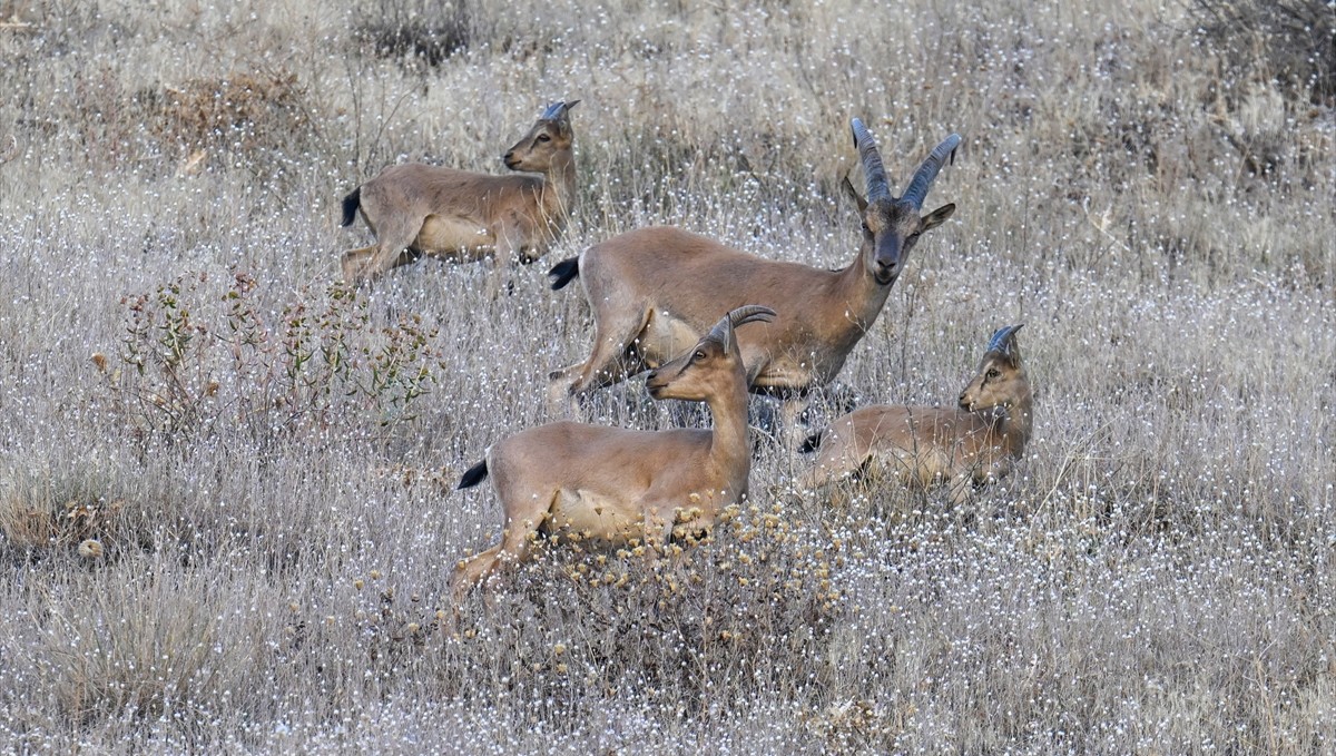Hakkari'de koruma altındaki dağ keçileri dronla görüntülendi