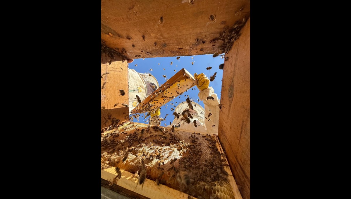 Hizan'da arıcılar karakovan balı hasadına başladı