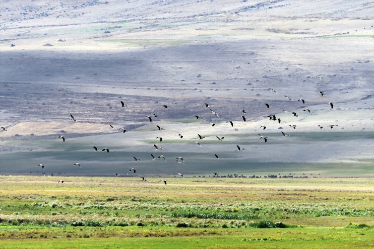 Iğdır'da 2 bin 200 rakımlı sulak alanda 35 kuş türü tespit edildi