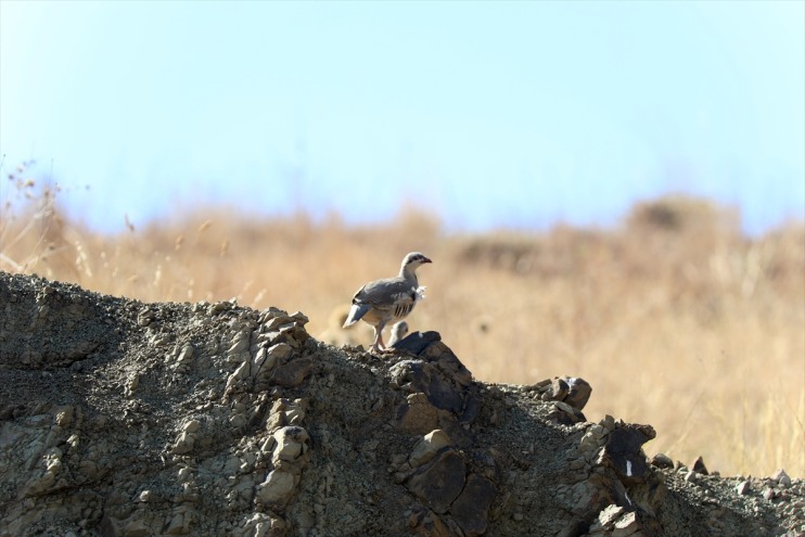 tespit türü Iğdır