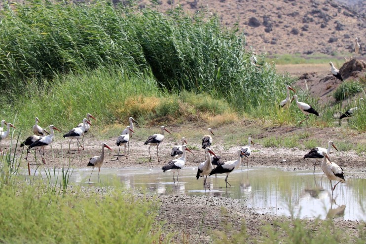 sulak edildi türü bin 200 rakımlı kuş alanda 2 tespit Iğdır