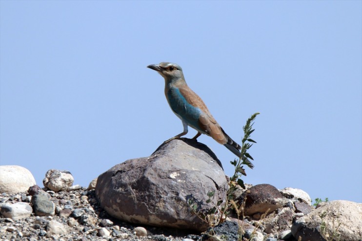 alanda tespit bin 35 türü 200 sulak rakımlı 2 kuş edildi Iğdır