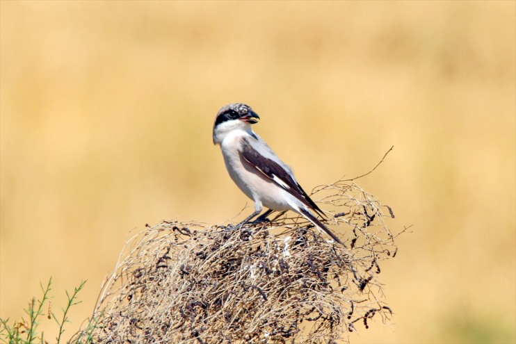 türü 35 sulak 200 rakımlı 2 alanda bin tespit kuş Iğdır