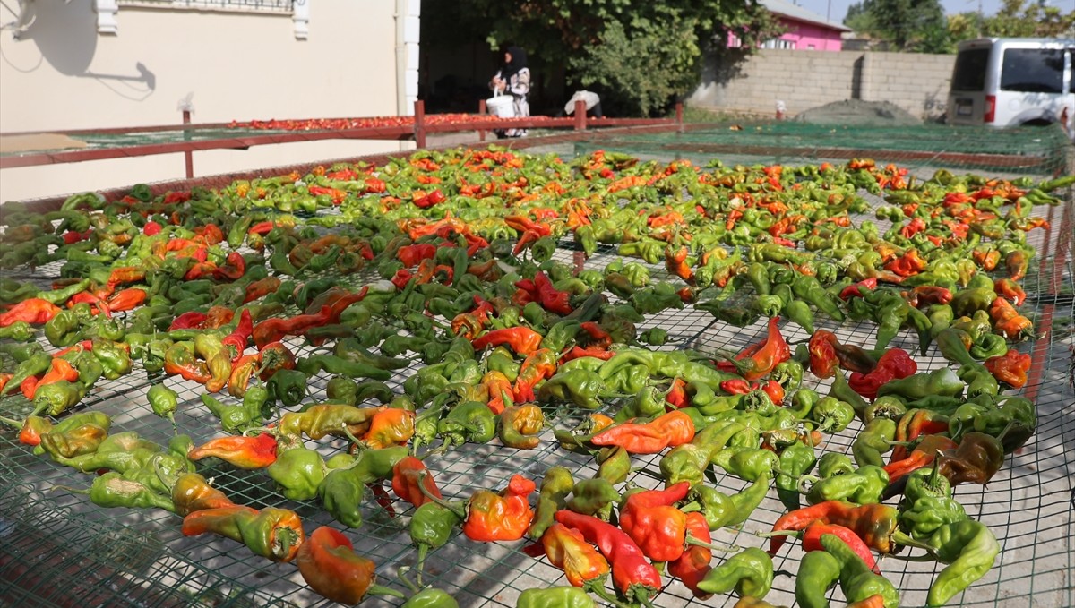 Iğdır'da kadın çiftçiler "kurutma makinesi" desteğiyle kazançlarını katlıyor