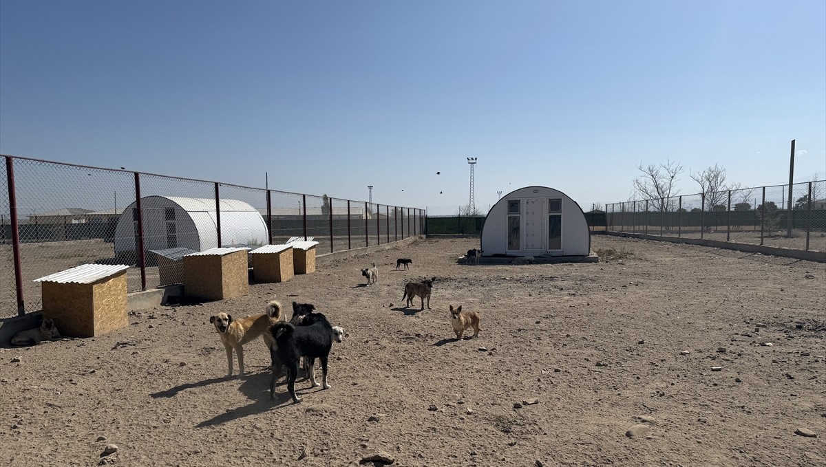 Iğdır'ın sahipsiz köpek sorunu 5 aylık çalışmayla çözüldü