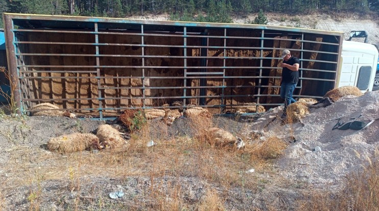 telef oldu kamyondaki devrilen küçükbaş Kars
