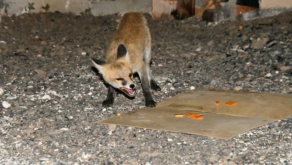Kars'ta her akşam mahalleye inen tilki yavrularını vatandaşlar besliyor