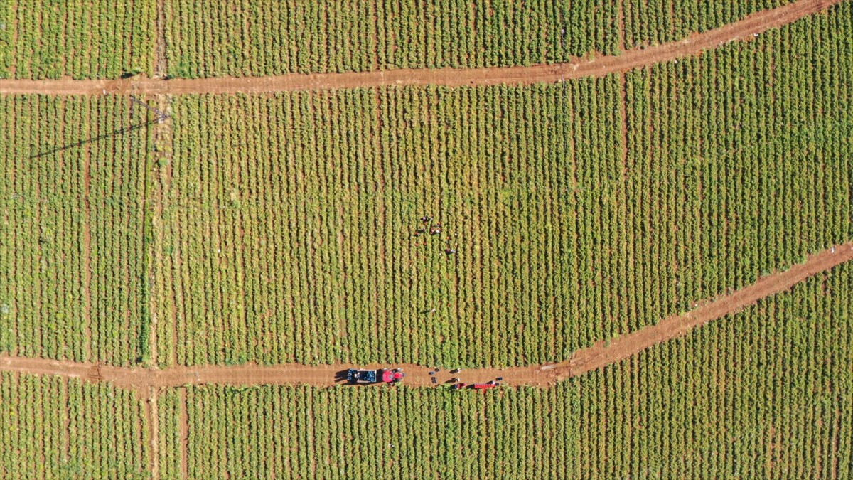 Kiraladıkları tarlalarda çadır kurup sebze yetiştiriyorlar