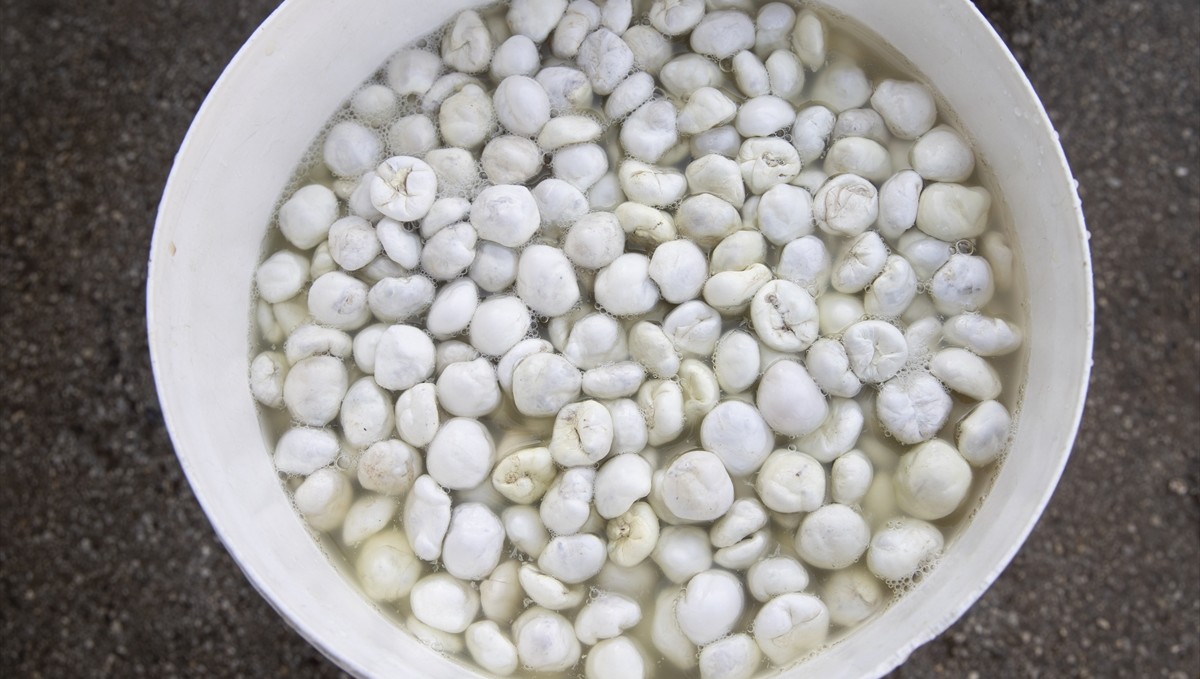 Köylülerin kengerden ürettiği sakızın kilogramı 5 bin liradan alıcı buluyor