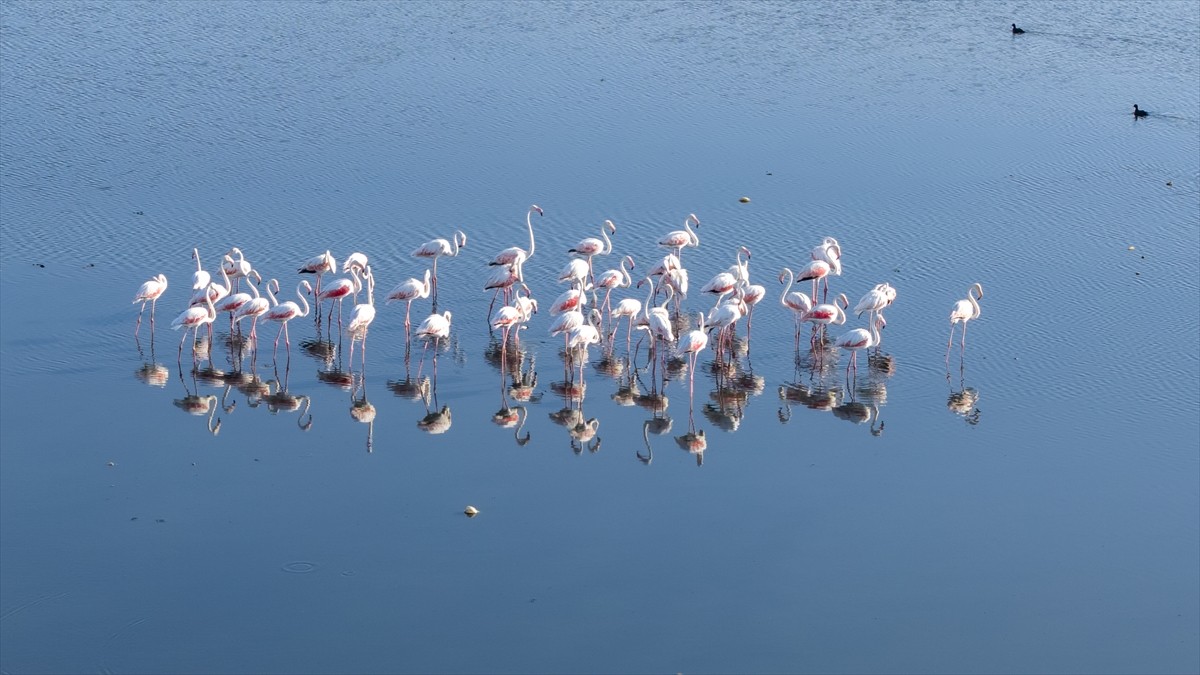 Kuraklık Van Gölü kıyılarındaki flamingoların yaşam alanlarını daralttı