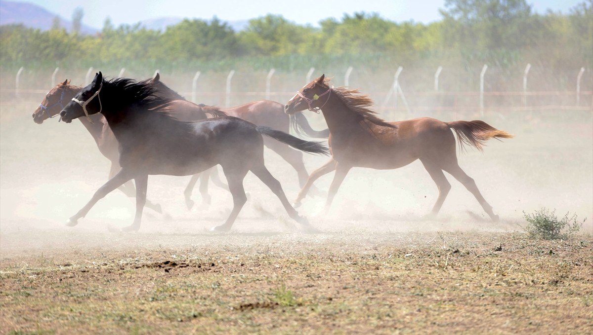 Malatya'da 5 yılda safkan Arap taylarının satışından 210 milyon lira gelir sağlandı