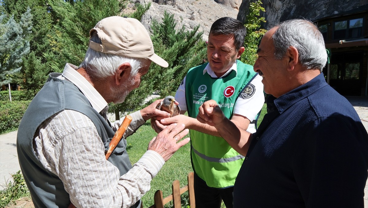 Malatya'da yaralı bulunan kerkenez kuşu koruma altına alındı