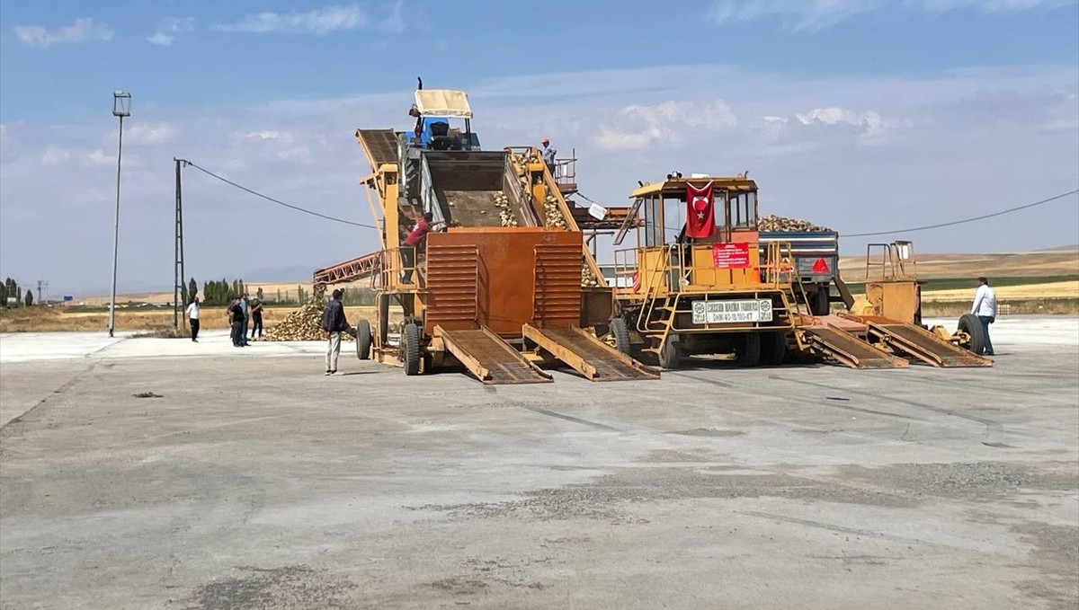 Malazgirt'te şeker pancarı alımı başladı