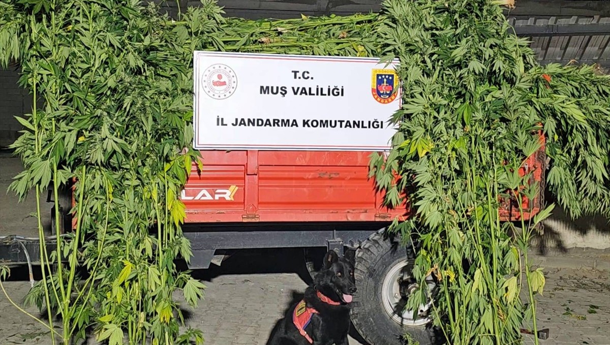Muş'ta bahçede kenevir yetiştiren 2 şüpheli yakalandı