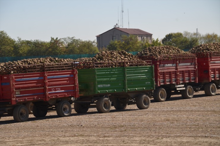 başladı şeker pancarı alımı Muş